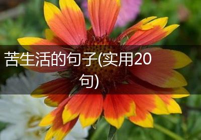 苦生活的句子(实用20句)