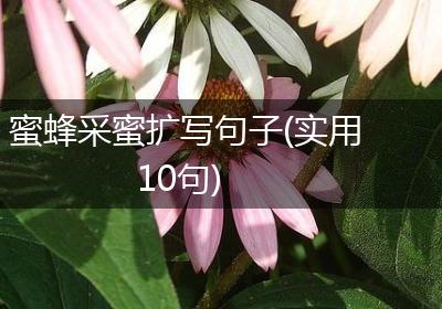 蜜蜂采蜜扩写句子(实用10句)