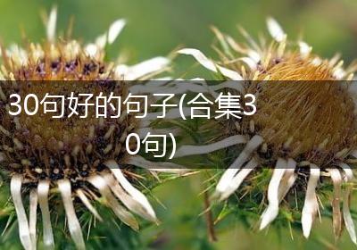 30句好的句子(合集30句)