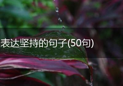 表达坚持的句子(50句)