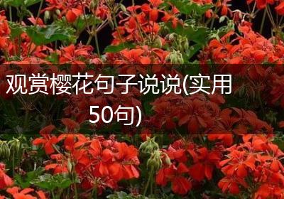 观赏樱花句子说说(实用50句)