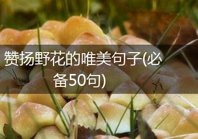 赞扬野花的唯美句子(必备50句)
