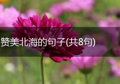 赞美北海的句子(共8句)