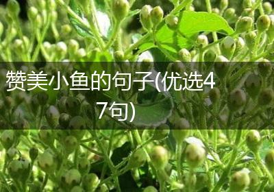 赞美小鱼的句子(优选47句)