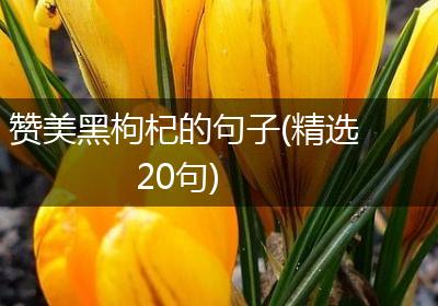 赞美黑枸杞的句子(精选20句)