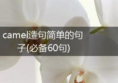 camel造句简单的句子(必备60句)