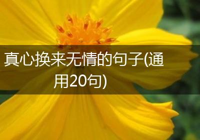 真心换来无情的句子(通用20句)