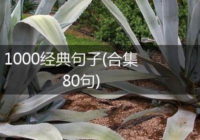 1000经典句子(合集80句)