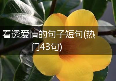 看透爱情的句子短句(热门43句)