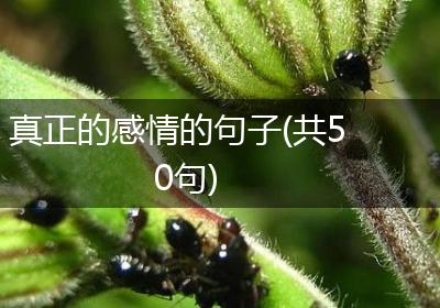 真正的感情的句子(共50句)