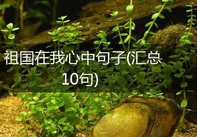 祖国在我心中句子(汇总10句)
