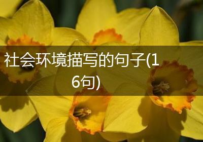社会环境描写的句子(16句)
