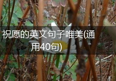 祝愿的英文句子唯美(通用40句)