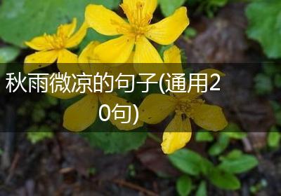 秋雨微凉的句子(通用20句)