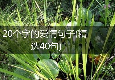 20个字的爱情句子(精选40句)