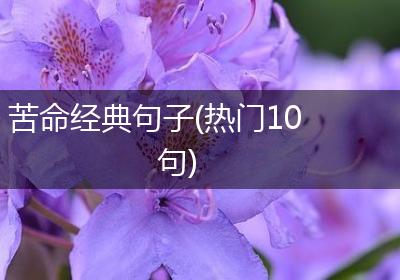 苦命经典句子(热门10句)