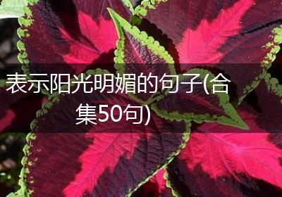 表示阳光明媚的句子(合集50句)