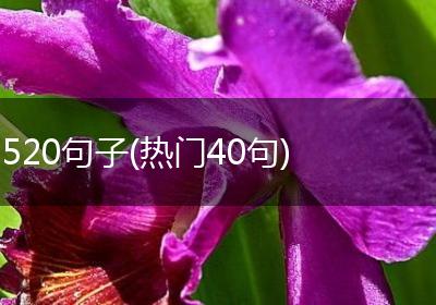 520句子(热门40句)