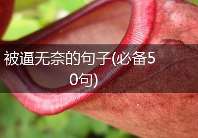被逼无奈的句子(必备50句)