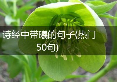诗经中带曦的句子(热门50句)