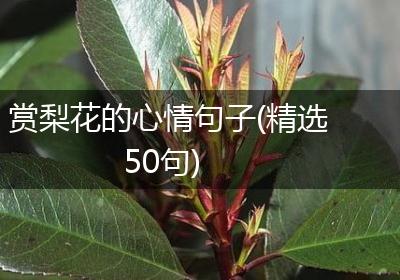 赏梨花的心情句子(精选50句)