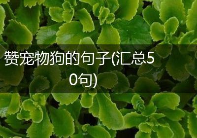 赞宠物狗的句子(汇总50句)