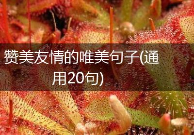 赞美友情的唯美句子(通用20句)