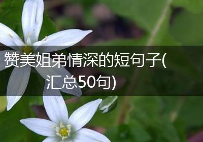 赞美姐弟情深的短句子(汇总50句)