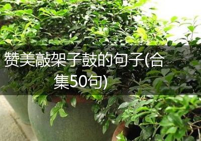 赞美敲架子鼓的句子(合集50句)