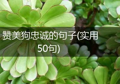 赞美狗忠诚的句子(实用50句)