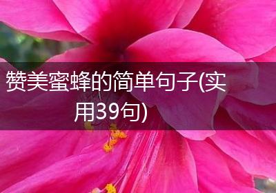 赞美蜜蜂的简单句子(实用39句)