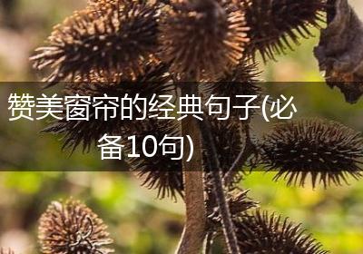 赞美窗帘的经典句子(必备10句)