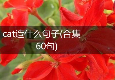 cat造什么句子(合集60句)
