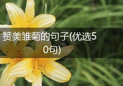 赞美雏菊的句子(优选50句)
