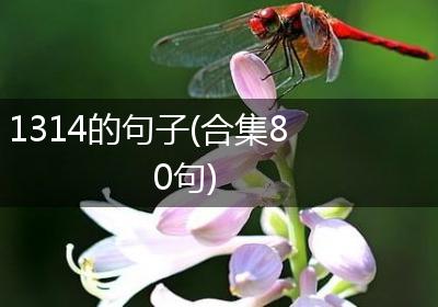 1314的句子(合集80句)