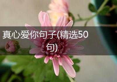 真心爱你句子(精选50句)