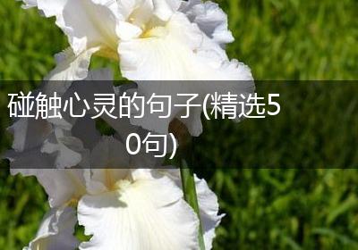 碰触心灵的句子(精选50句)