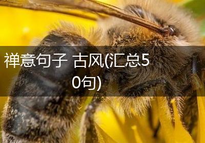 禅意句子 古风(汇总50句)