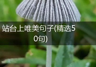 站台上唯美句子(精选50句)