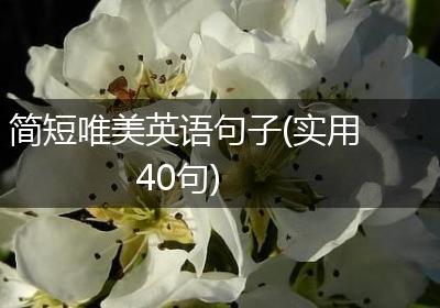 简短唯美英语句子(实用40句)