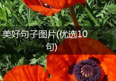 美好句子图片(优选10句)