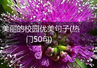 美丽的校园优美句子(热门50句)