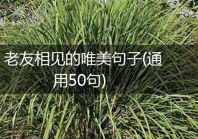 老友相见的唯美句子(通用50句)