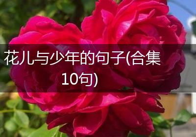 花儿与少年的句子(合集10句)