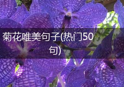 菊花唯美句子(热门50句)