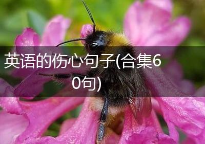 英语的伤心句子(合集60句)