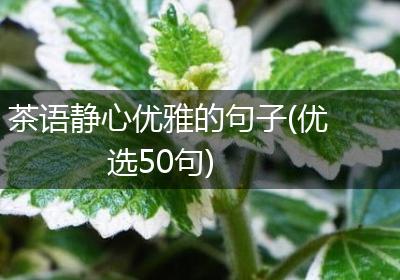茶语静心优雅的句子(优选50句)