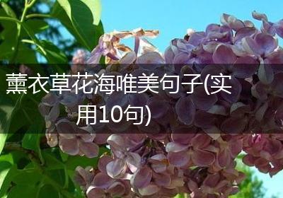 薰衣草花海唯美句子(实用10句)
