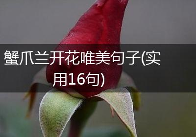 蟹爪兰开花唯美句子(实用16句)