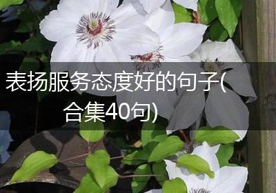 表扬服务态度好的句子(合集40句)